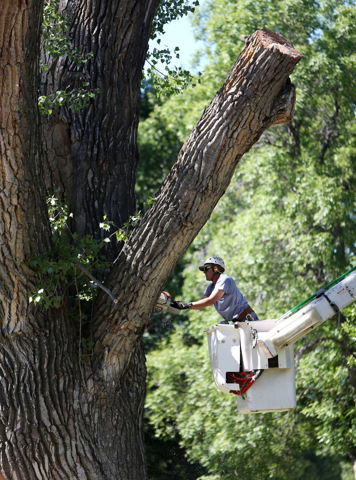 Cottonwood tree removal